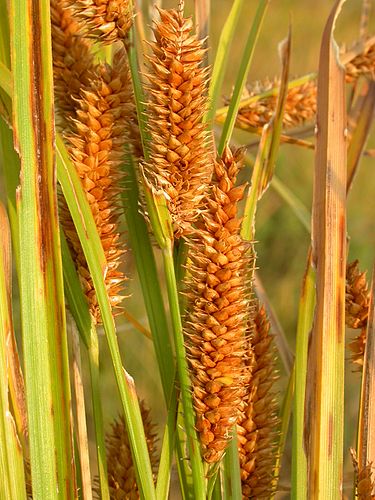 Carex utriculata